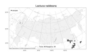 Lactuca raddeana, Латук Радде Maxim., Атлас флоры России (FLORUS) (Россия)