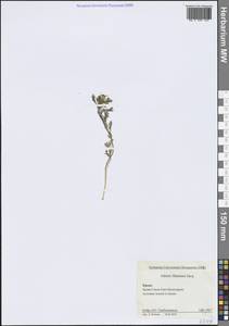 Горицвет пламенный, Адонис пламенный Jacq., Крым (KRYM) (Россия)