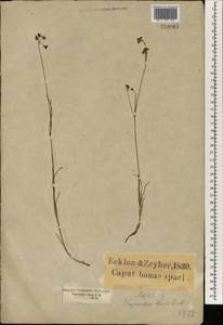Aspidoglossum gracile (E. Mey.) Kupicha, Африка (AFR) (ЮАР)