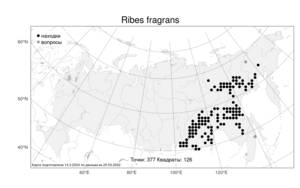 Ribes fragrans, Смородина душистая Pall., Атлас флоры России (FLORUS) (Россия)