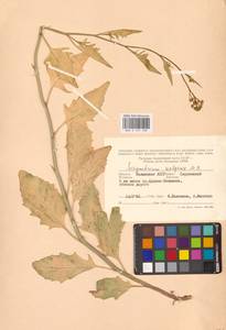 Гулявник волжский M.Bieb. ex E.Fourn., Восточная Европа (без точных пунктов) (E0)