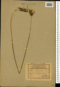 Allium dictyoprasum C.A.Mey. ex Kunth, Кавказ, Азербайджан (K6) (Азербайджан)