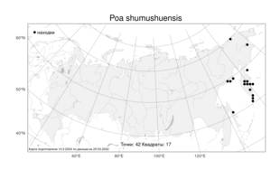 Poa shumushuensis, Мятлик шумшуйский Ohwi, Атлас флоры России (FLORUS) (Россия)
