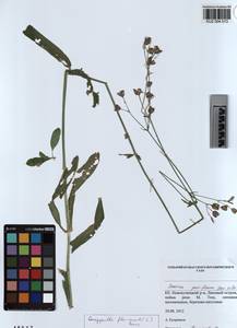 KUZ 004 513, Горицвет кукушкин, кукушкин цвет, Сибирь, Алтай и Саяны (S2) (Россия)