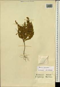 Bassia muricata (L.) Asch., Африка (AFR) (Египет)