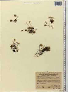 Androsace chamaejasme subsp. lehmanniana (Spreng.) Hultén, Кавказ, Грузия (K4) (Грузия)