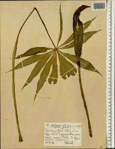 Arisaema schimperianum Schott, Африка (AFR) (Эфиопия)