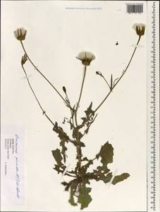 Хвостосемянник горчаковидный (L.) Scop. ex F.W.Schmidt, Зарубежная Азия (ASIA) (Израиль)