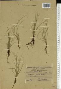 Осока приземистая Willd. ex Wahlenb., Восточная Европа, Средневолжский район (E8) (Россия)