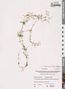 Подмаренник топяной L., Сибирь, Чукотка и Камчатка (S7) (Россия)