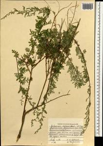 Artemisia aksaiensis Y. R. Ling, Монголия (MONG) (Монголия)