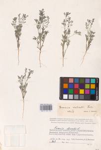 Дымянка Вайяна Loisel., Восточная Европа, Нижневолжский район (E9) (Россия)