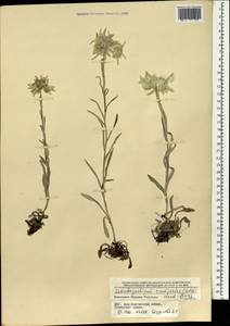 Эдельвейс полевой (Ledeb.) Hand.-Mazz., Монголия (MONG) (Монголия)
