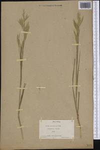 Bromus marginatus Nees ex Steud., Америка (AMER) (США)