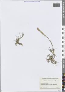 Козлец кистистый, Трагус кистевидный (L.) All., Кавказ, Грузия (K4) (Грузия)