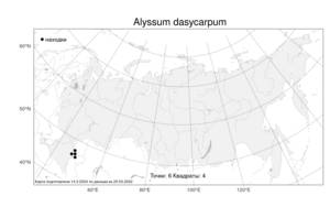 Alyssum dasycarpum, Бурачок пушистоплодный Stephan ex Willd., Атлас флоры России (FLORUS) (Россия)