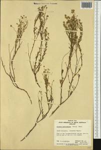 Calotis breviradiata (Ising) G. Davis, Австралия и Океания (AUSTR) (Австралия)