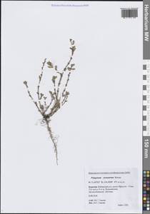 Спорыш простертый, Спорыш обыкновенный Boreau, Сибирь, Прибайкалье и Забайкалье (S4) (Россия)