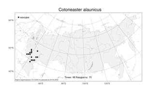 Cotoneaster alaunicus, Кизильник алаунский Golitsin, Атлас флоры России (FLORUS) (Россия)