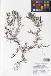 Роголистник светло-зеленый L., Восточная Европа, Нижневолжский район (E9) (Россия)