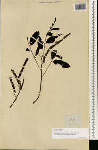 Engelhardia spicata Lesch. ex Blume, Зарубежная Азия (ASIA) (Филиппины)