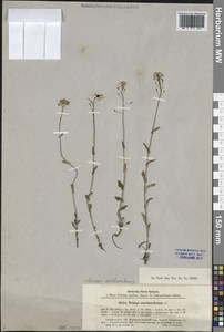 Ноккея ложечная (DC.) Á. Löve & D. Löve, Сибирь, Прибайкалье и Забайкалье (S4) (Россия)