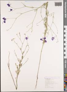 Delphinium consolida subsp. paniculatum (Host) N. Busch, Кавказ, Краснодарский край и Адыгея (K1a) (Россия)