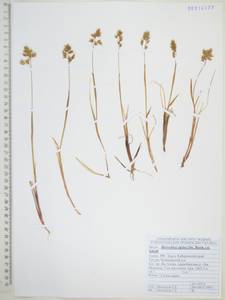 Anthoxanthum monticola (Bigelow) Veldkamp, Сибирь, Дальний Восток (S6) (Россия)