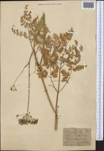 Гирчовник татарский Hoffm., Средняя Азия и Казахстан, Западный Тянь-Шань и Каратау (M3) (Киргизия)