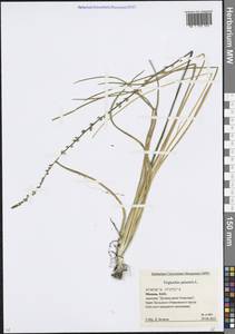 Триостренник болотный L., Восточная Европа, Московская область и Москва (E4a) (Россия)