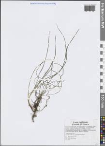 Осока жестковатая, Осока ложножесткая (Gorodkov) V.I.Krecz., Сибирь, Дальний Восток (S6) (Россия)