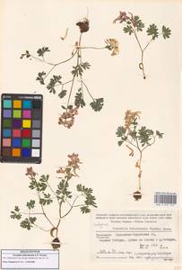 Хохлатка тебердинская A.P.Khokhr., Кавказ, Ставропольский край, Карачаево-Черкесия, Кабардино-Балкария (K1b) (Россия)