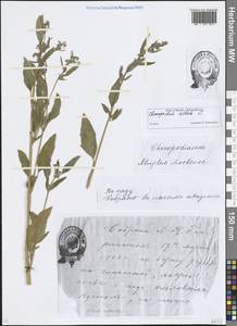 Марь белая L., Восточная Европа, Эстония (E2c) (Эстония)