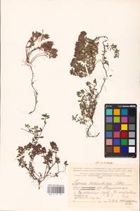 MHA 0 157 724, Thymus serpyllum subsp. tanaensis (Hyl.) Jalas, Восточная Европа, Северный район (E1) (Россия)