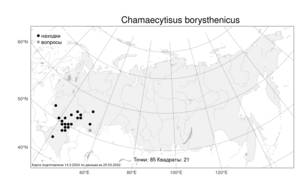 Chamaecytisus borysthenicus, Ракитничек днепровский (Gruner) Klásk., Атлас флоры России (FLORUS) (Россия)