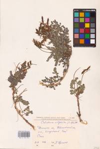 Майкараган волжский (L.f.) Pall. ex Fisch., Восточная Европа, Южно-Украинский район (E12) (Украина)