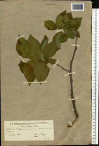 Вяз малый Mill., Восточная Европа, Нижневолжский район (E9) (Россия)