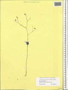 Delphinium consolida subsp. divaricatum (Ledeb.) A. Nyár., Крым (KRYM) (Россия)