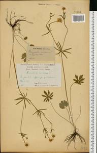 Лютик золотистый L., Восточная Европа, Центральный лесостепной район (E6) (Россия)