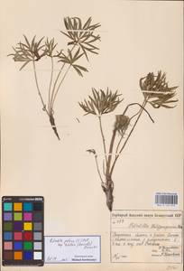 Прострел раскрытый, Восточная Европа, Белоруссия (E3a) (Белоруссия)