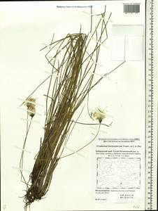 Пушица короткопыльниковая Trautv. & C.A.Mey., Сибирь, Дальний Восток (S6) (Россия)