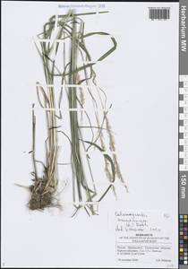 Вейник тростниковый (L.) Roth, Восточная Европа, Средневолжский район (E8) (Россия)