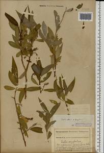 Salix × rubens Schrank, Восточная Европа, Южно-Украинский район (E12) (Украина)