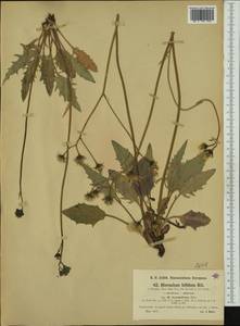 Hieracium bifidum subsp. sinuosifrons (Dahlst.) Zahn, Западная Европа (EUR) (Австрия)