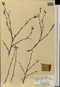 Береза (Zanoni ex Murray) Govaerts, Сибирь, Западная Сибирь (S1) (Россия)