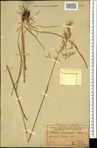 Avenula pubescens (Huds.) Dumort., Кавказ, Армения (K5) (Армения)