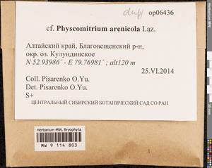 Physcomitrium arenicola Laz., Гербарий мохообразных, Мхи - Западная Сибирь (включая Алтай) (B15) (Россия)