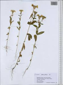 Zinnia peruviana (L.) L., Африка (AFR) (Кабо-Верде)