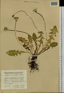 Taraxacum multisectum Kitag., Сибирь, Дальний Восток (S6) (Россия)