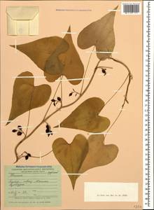 Диоскорея обыкновенная, Тамус обыкновенный (L.) Caddick & Wilkin, Кавказ, Черноморское побережье (от Новороссийска до Адлера) (K3) (Россия)